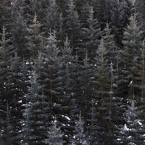 Meet your Posher, Caden